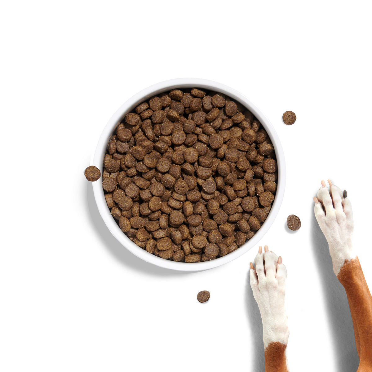 Boxer Kibble A Good Dog Food For Boxers